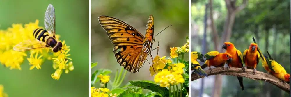 birds,butterflies,bees