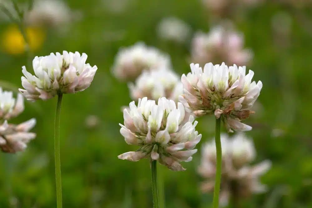 White Clover
