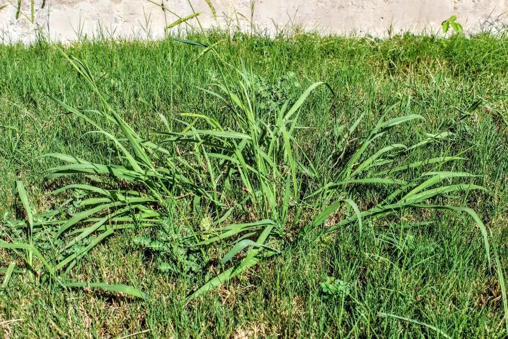 crabgrass