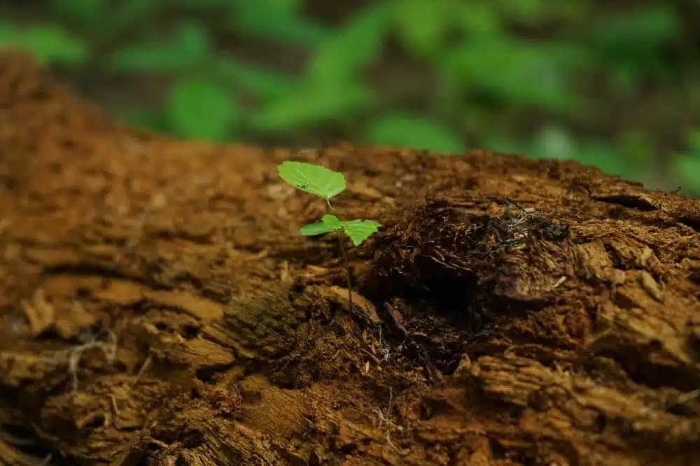 Mulching and Fertilizing
