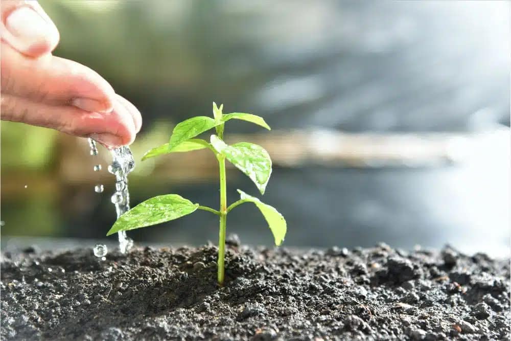 watering plant