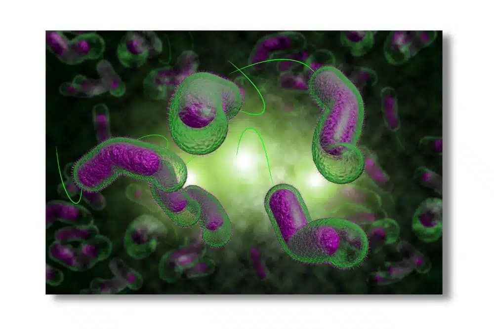 Breeding Ground for Bacteria