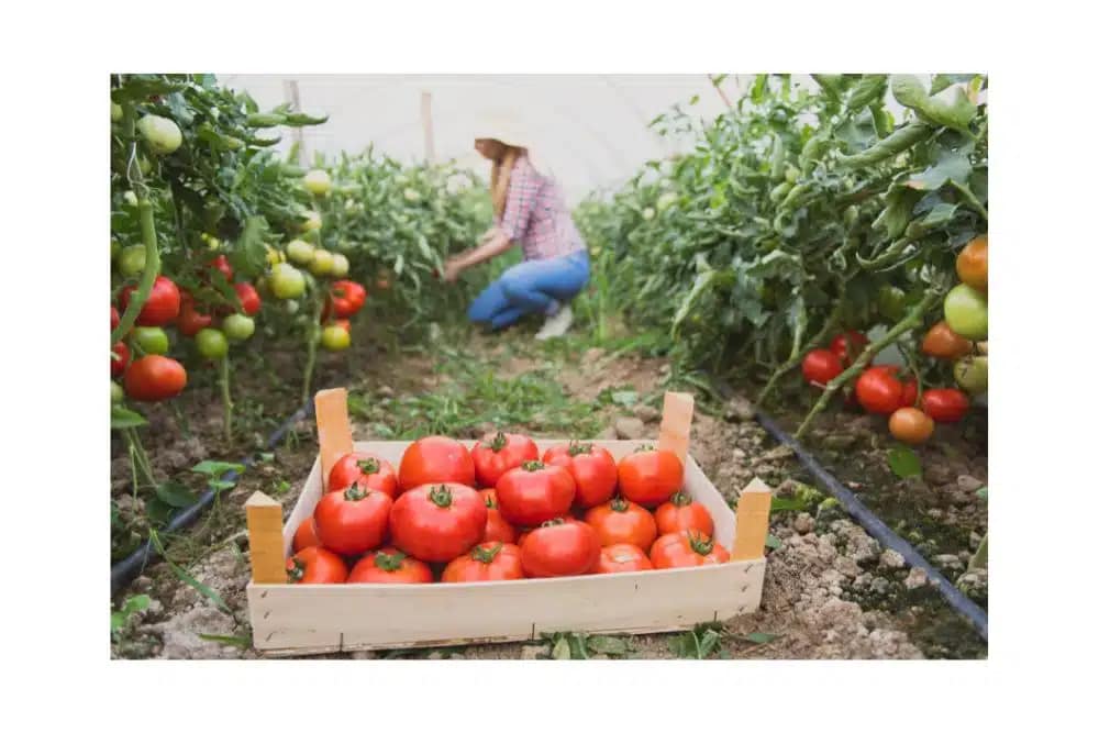 PLANTING YOUR OWN VEGETABLE GARDEN 3 Location for Your Garden