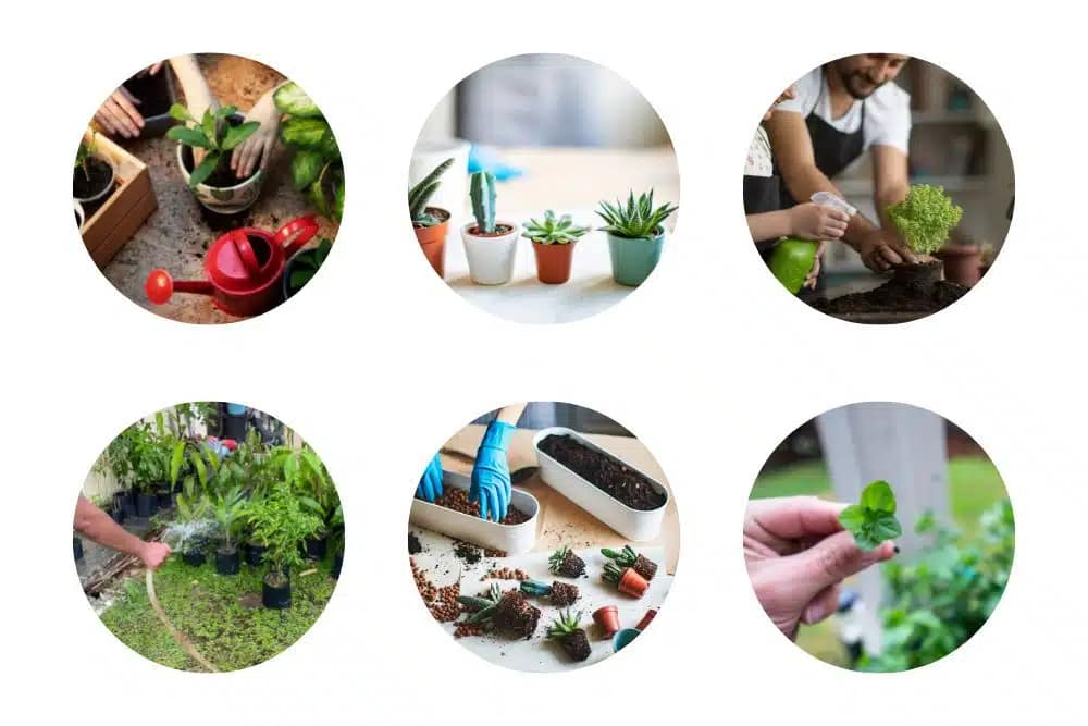 PLANTING YOUR OWN VEGETABLE GARDEN 6