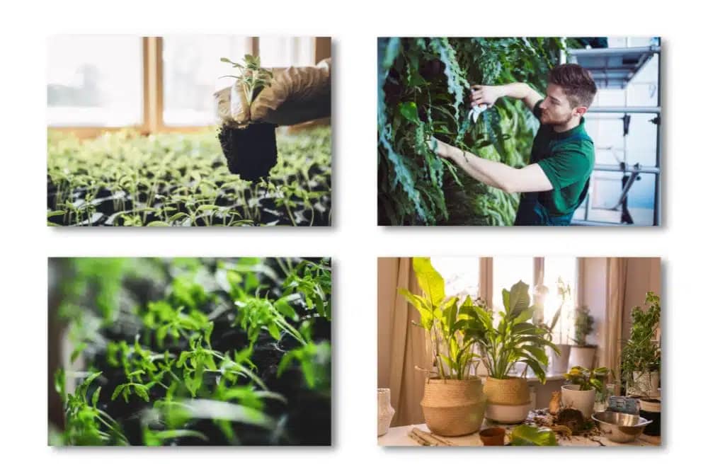 types of indoor gardening