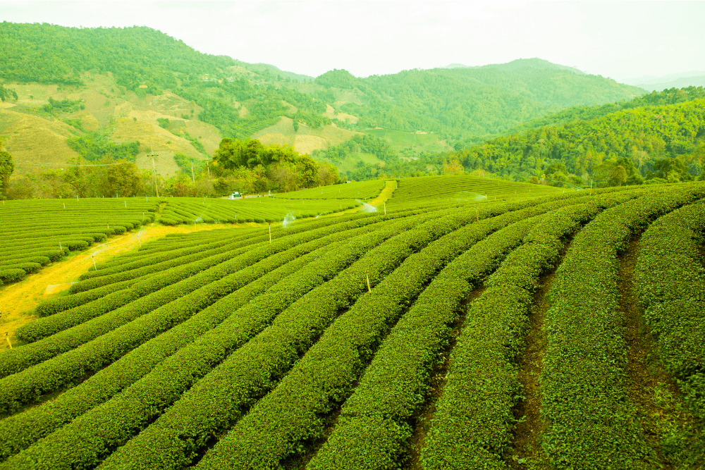 The Fascinating Foodscaping