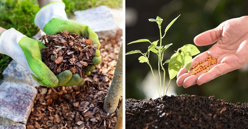 Mulching and Fertilizing