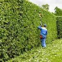 Trimming And Plant Maintenace 2 Driveways