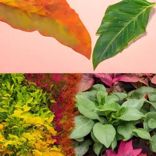 CLEAR SIGNS TO LOOK FOR