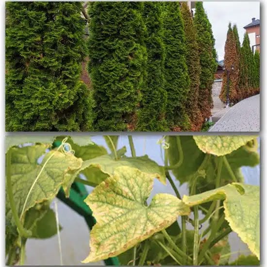 Trimming And Plant Maintenace 3 Retaining Walls and Gabions