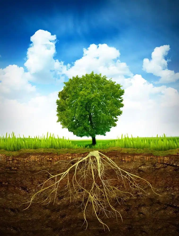 OUR VALUES 1 TREE PLANTING - Landscapes