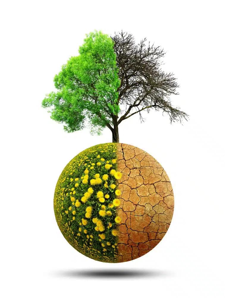 TREE PLANTING 2 tree-planting