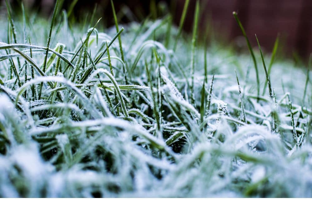 Winter Grass