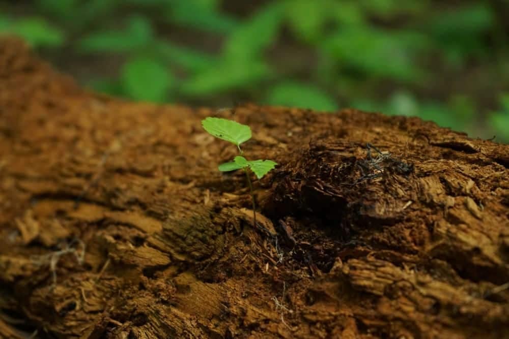Mulching and Fertilizing