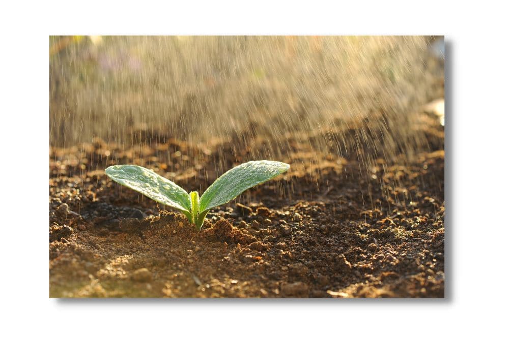 WHY DO YOU NEED A RAIN GARDEN
