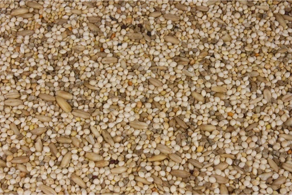 bird-seed