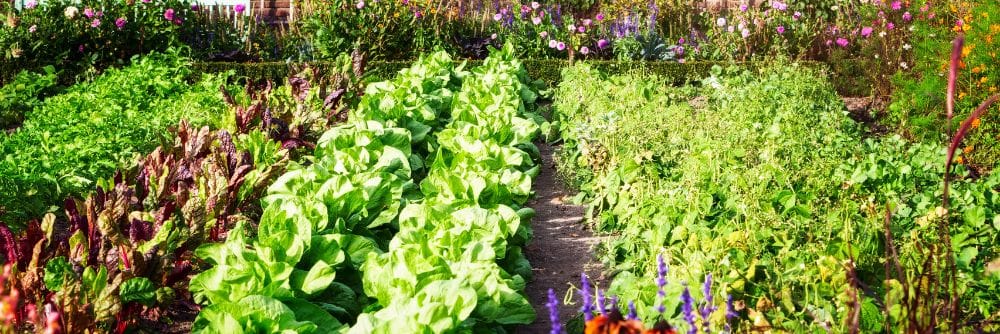 flowers and plants in garden that attracts